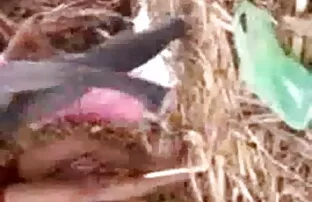 आगमन पर गायब हो गया 2: बाध्य समलैंगिक दास बेरहम मैडम बीएफ सेक्सी फिल्म फुल एचडी द्वारा मार पड़ी है